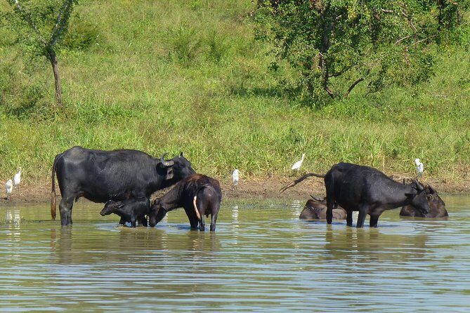 Uda Walawa Safari 1-Day-Tour from Mirissa, Weligama, Ahangama - Why Choose This Tour?