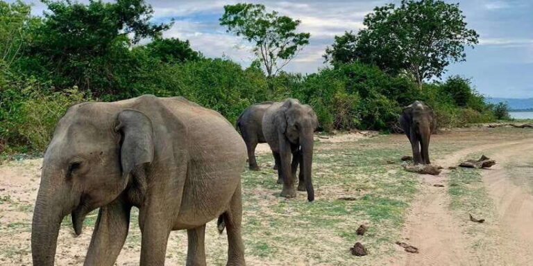 Udawalawa National Park: Morning Afternoon Safari - Who Will Love This Safari?
