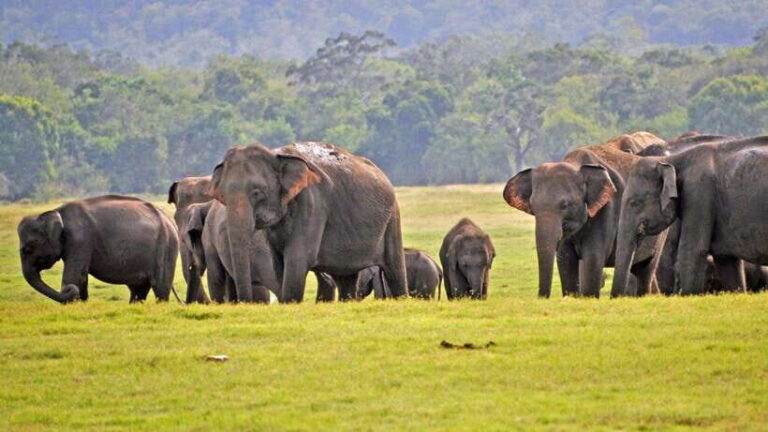 Udawalawa National Park Safari & Elephant Transit Home Tour - Value and Practical Tips