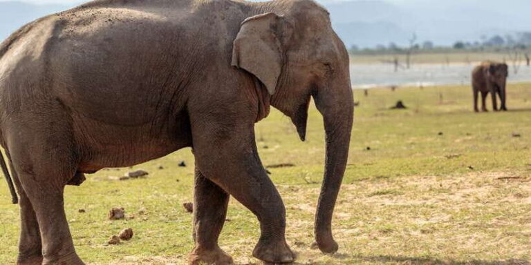 Udawalawe National Park Private Full-Day Safari - Exploring Udawalawe National Park: What You Can Expect