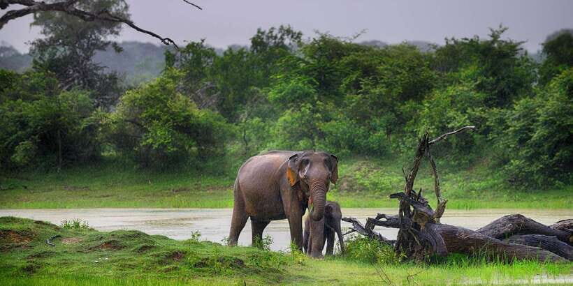 Udawalawe: National Park Safari & Elephant Transit Home Tour - Transportation & Comfort