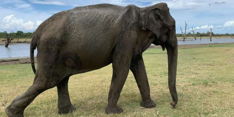 Udawalawe National park with Safari jeep & Entrance ticket - Detailed Breakdown of the Itinerary