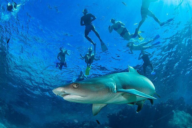 Ultimate Encounter Snorkel with Sharks in Fiji - The Shark Snorkeling: What to Expect