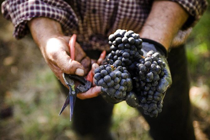 Ultimate Mornington Peninsula Food and Wine Small Group Tour - Authentic Experiences and Why They Matter