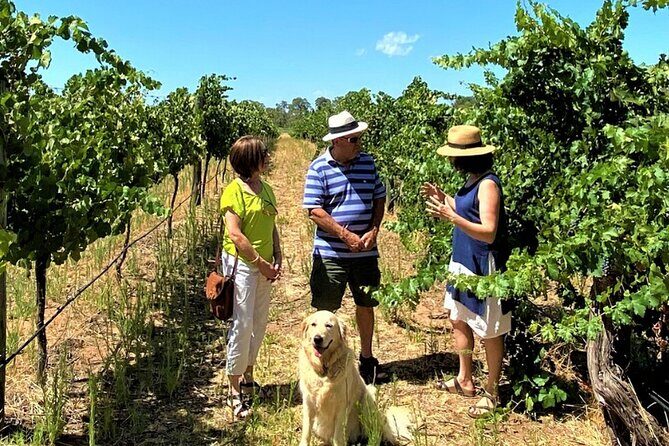 Upper Reach Winery: Swan Valley Winery and Vineyard Tour - An In-Depth Look at the Swan Valley Winery Tour