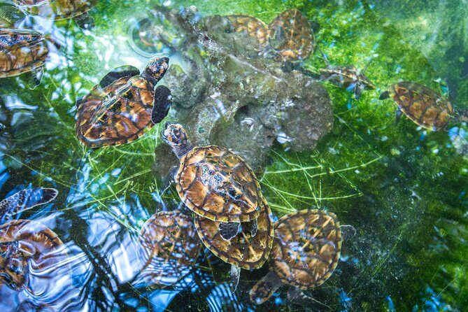 Vanuatu Cultural Village, Waterfalls, Turtles and Blue Lagoon - Practical Considerations