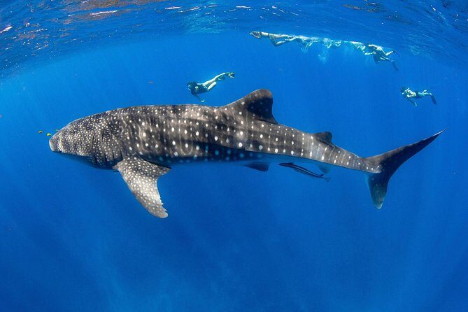 VIP luxury chartered escapes, exploring the reef at your own pace - Practical Details & What You Can Expect