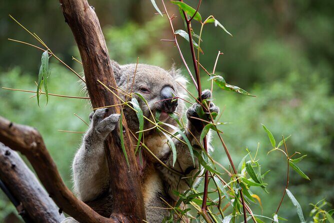 VIP Sanctuary Tour at Healesville Sanctuary - excl. entry - What You Won’t Get (and Why It Matters)