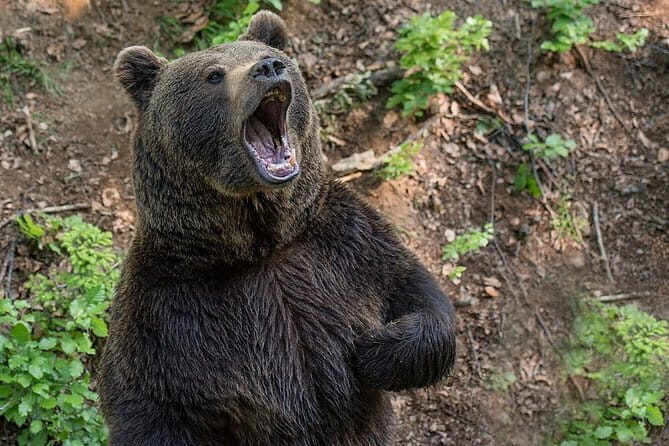 Visit Bear Rescue Center From Agra - Who Will Appreciate This Tour?