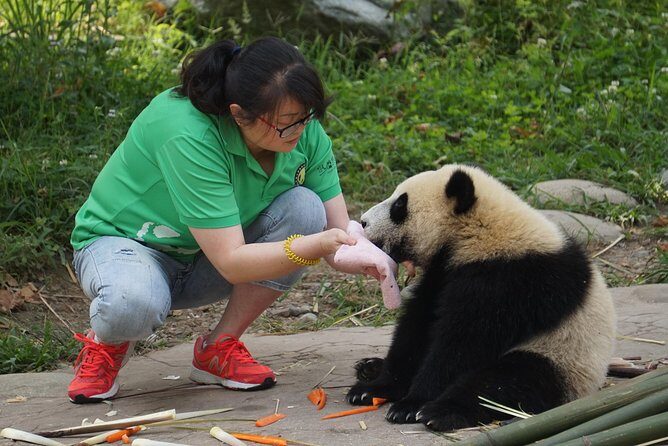 Visiting Dujiangyan Yaan Wolong Panda Base Optional Volunteering - The Sum Up: Who Will Love This Experience?