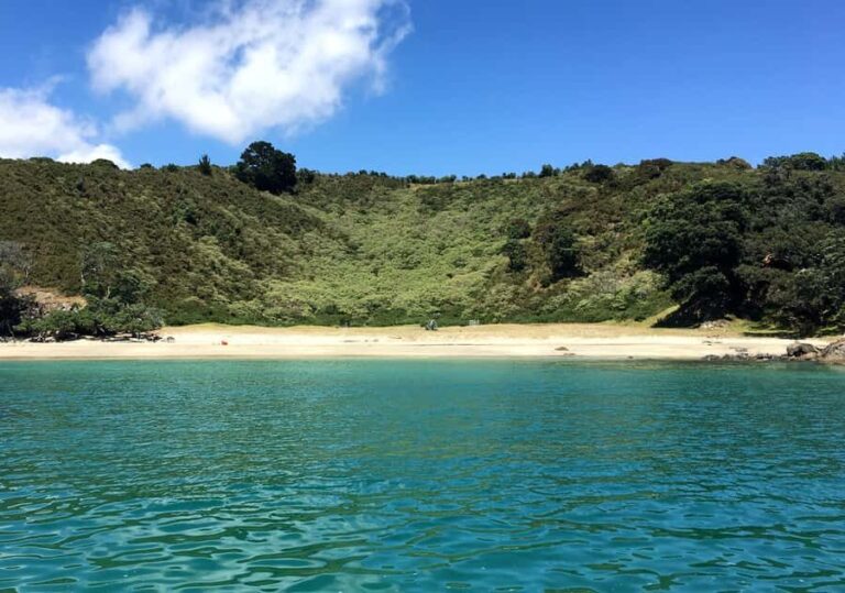 Waiheke Island: Forest and Beach Premium Guided Walk - A Beach Break and Lunch