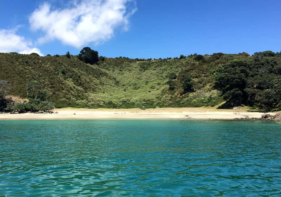 Waiheke Island: Forest and Beach Premium Guided Walk - A Beach Break and Lunch