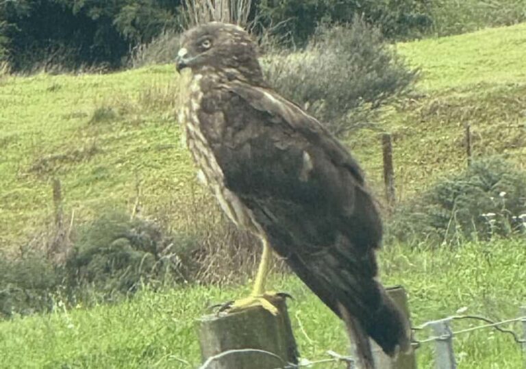 Waiheke Island: Private Birding Tour | Terra & Tide - Who Will Love This Tour?