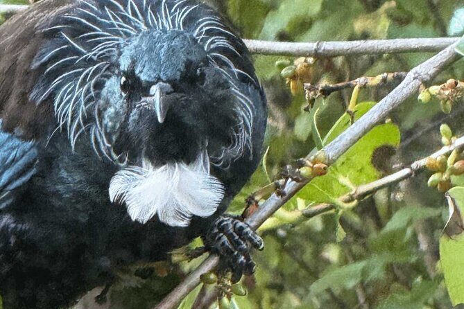 Waiheke Island Private Birding Tour - Who Will Love This Tour?