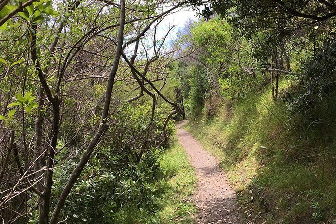 Waiheke Island Vineyards and Bush Walk - Wildlife and Cultural Insights