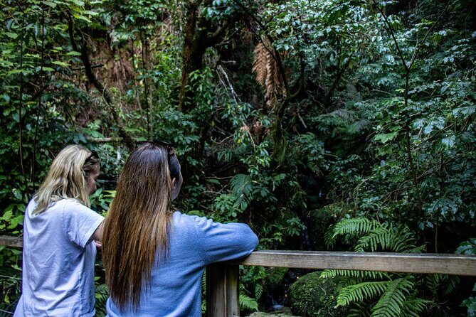 Waihora Bay Shared Tour from Kinloch Marina - Short Walk to Kotukutuku Stream Waterfall