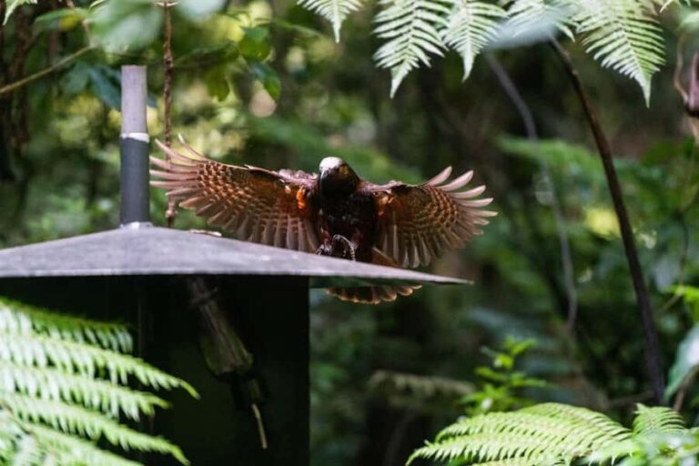 Waikato: Ancient Forest Guided Tour - Authentic Insights from Visitors
