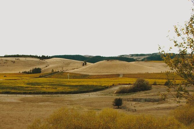 Waipara Valley Winery Tour Wine Tastings and Scenic Views - Who Will Love This Tour?