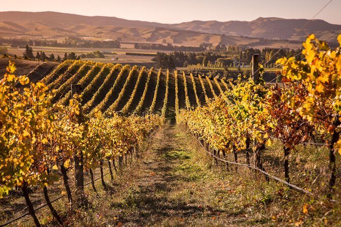 Waipara Wine Tour from Christchurch - including Lunch & Tastings - Who Will Love This Tour?
