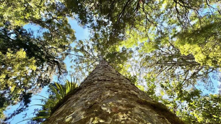 Waipoua Forest: Tane Mahuta & Kauri Museum from Auckland - The Value of This Tour