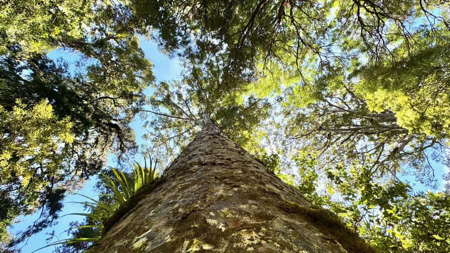 Waipoua Forest: Tane Mahuta & Kauri Museum from Auckland - The Value of This Tour