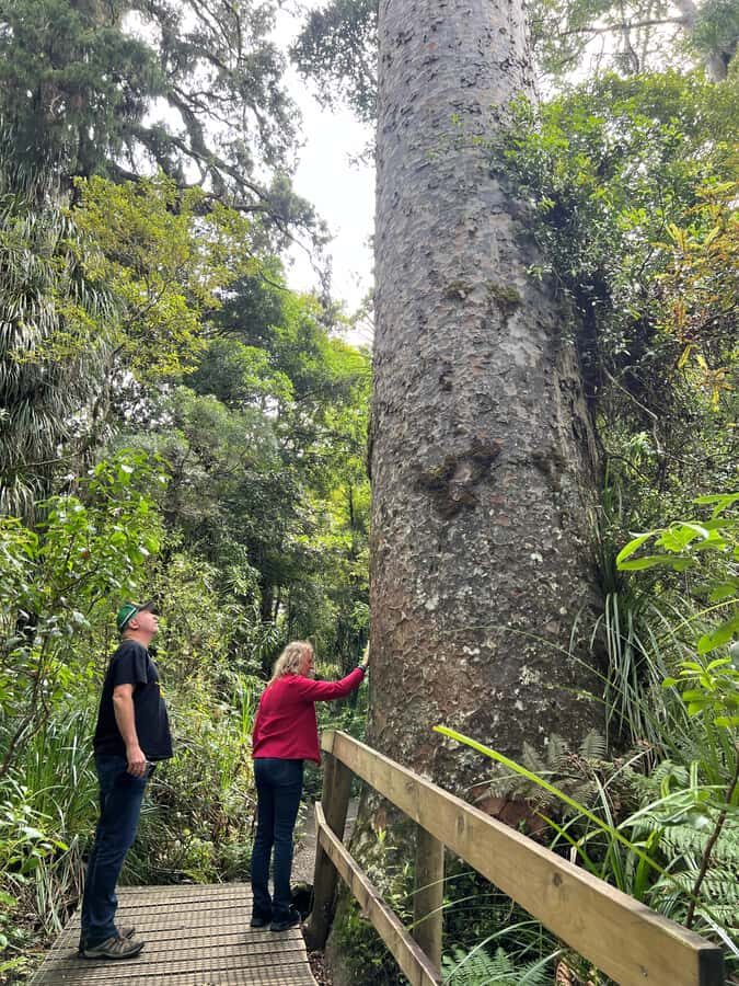 Waipoua KAURI Forest, Tane Mahuta & Museum Tour Ex Auckland - What Travelers Say