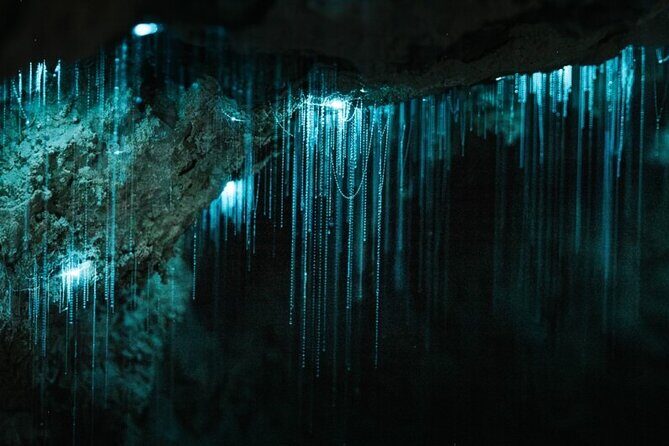 Waipu Milkyway Cave and East Coast Day Tour from Auckland - The Practical Aspects