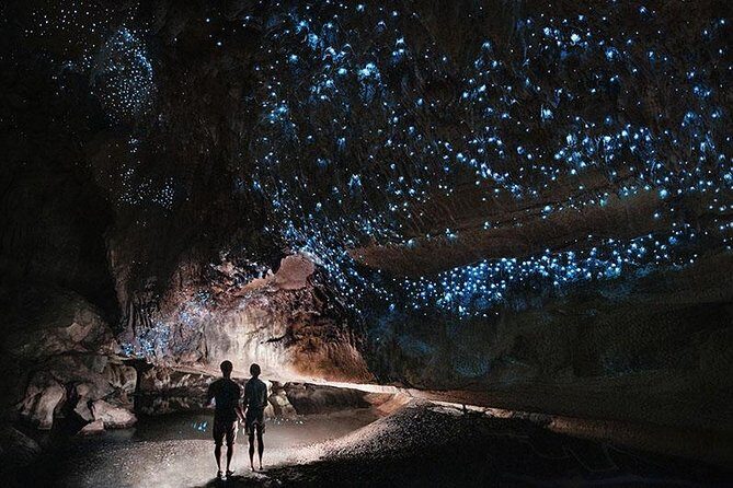 Waitomo Caves Private Tour from Auckland - The Itinerary: What to Expect