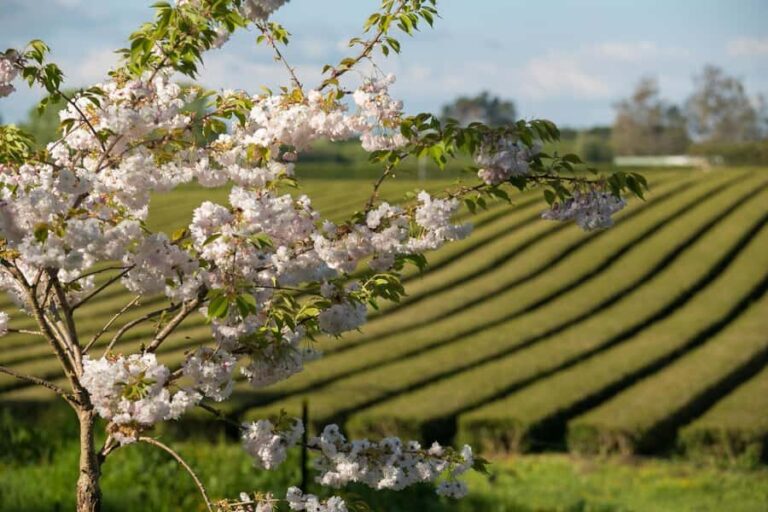Waitomo Caves, Zealong Tea & Kiwi House Private Tour - An Introduction to the Tour Experience