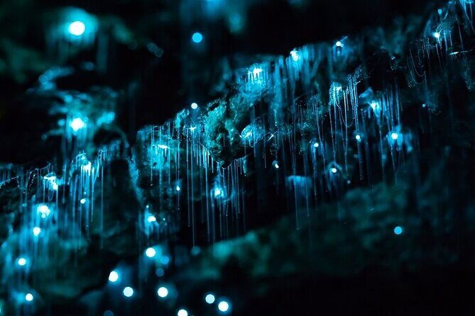 Waitomo Glow Worm Caves & Te Puia - Rotorua's Geothermal Valley - What Travelers Say