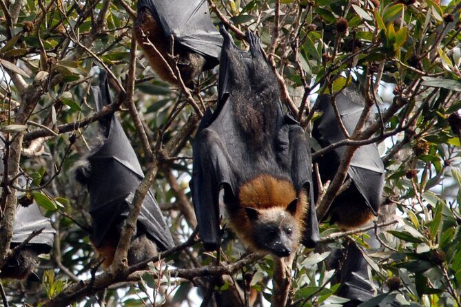 Walking with Sydney Flying Foxes (Fruit Bats) - The Itinerary Breakdown