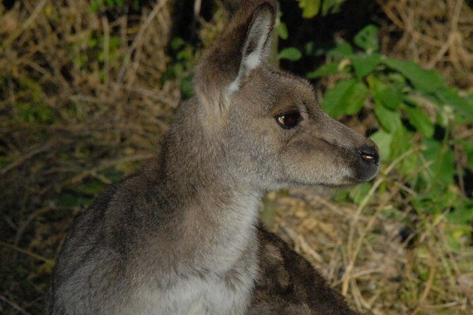 Walking with Wild Kangaroos Private Half-Day Trip from Sydney - An In-Depth Look at the Experience