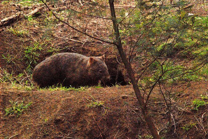 Walking with Wild Wombats Private Day Trip from Sydney - Is This Tour Worth the Price?