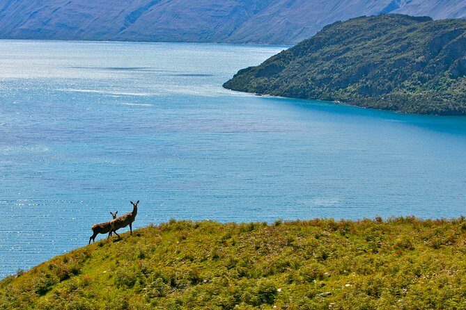 Wanaka High Country Walk - Authenticity and Quality: What the Reviews Say