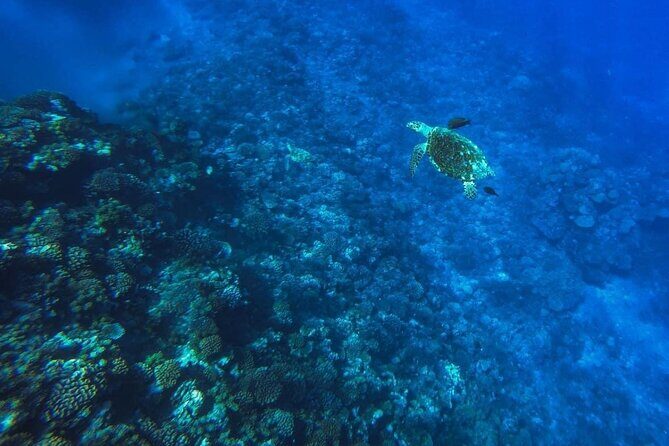 Want to escape? Treat yourself to a snorkeling session in Tahiti! - What Makes This Tour Stand Out?