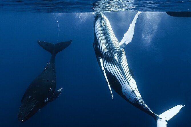 Watch and Swim with Humpback Whales in Moorea - Why This Tour Stands Out
