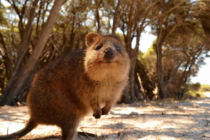 Wave Rock & Rottnest Island - Air & Ground Tour - Practical Considerations and What to Expect