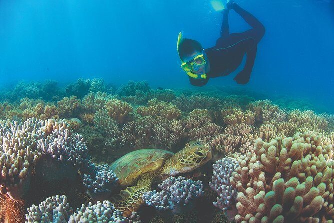 Wavedancer Low Isles Great Barrier Reef Sailing Cruise from Cairns - The Itinerary Breakdown: What Makes Each Stop Special