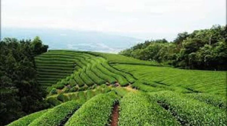 Wazuka: Tea Picking Experience with Matcha Tea Tasting - The Value of Participating