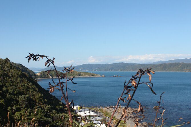 Wellington Scenic Full Day Tour - Authentic Experiences and Tips