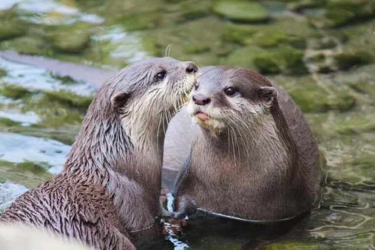 Wellington Zoo General Entry Tickets - Practical Details and Tips
