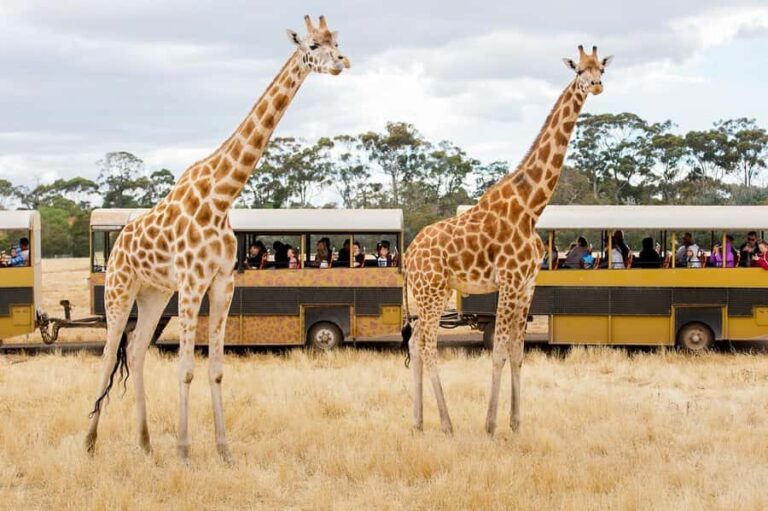 Werribee Open Range Zoo: Entry Ticket - What to Expect on Your Visit