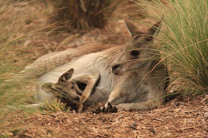 Werribee Open Range Zoo General Admission Ticket - Highlighted Animal Encounters and Exhibits