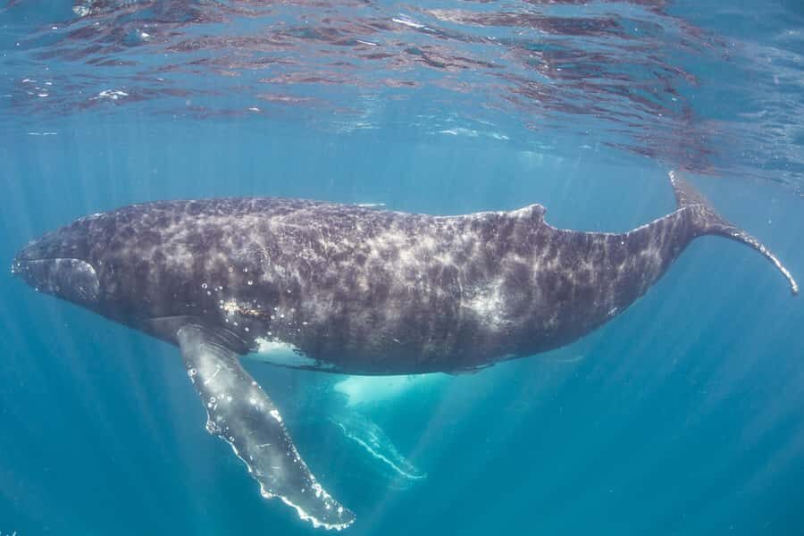 Western Australia: Swim with Humpback Whales - The Food & Finish Line