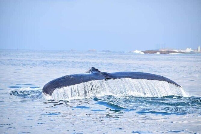 Whale & Dolphin Watching Tour in Trincomalee | Scenic Boat Ride - Who Will Love This Tour?