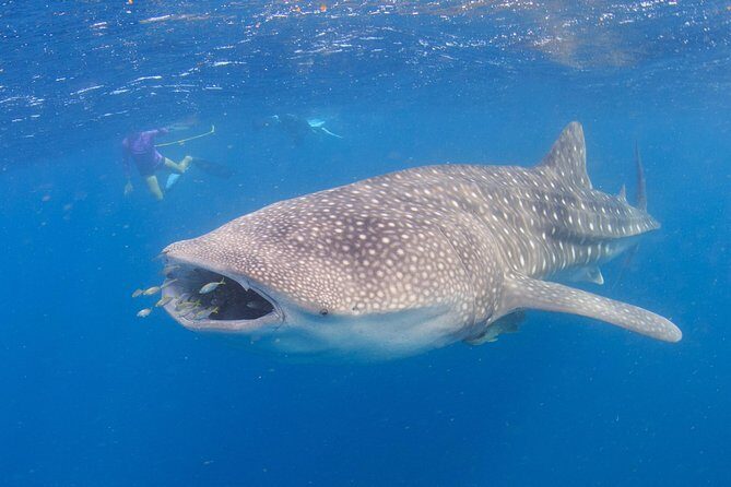 Whale Shark Safari - What’s Included and What to Expect