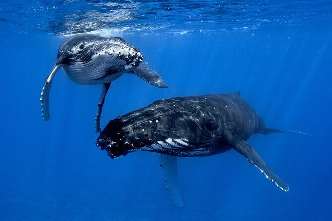 WHALE TOUR - Watching and Swimming with Whales - Reviews in Their Own Words
