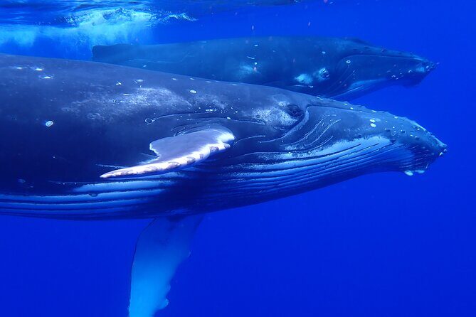 Whale watching 6 people half day - Who Will Love This Tour?