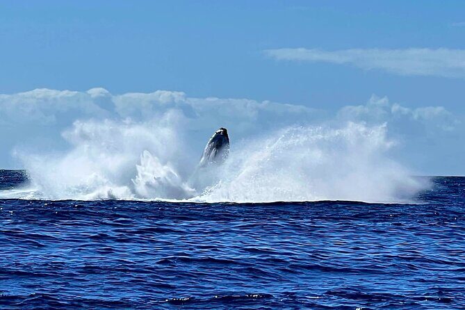 Whale watching and snorkelling in Moorea - Why You Should Consider This Tour
