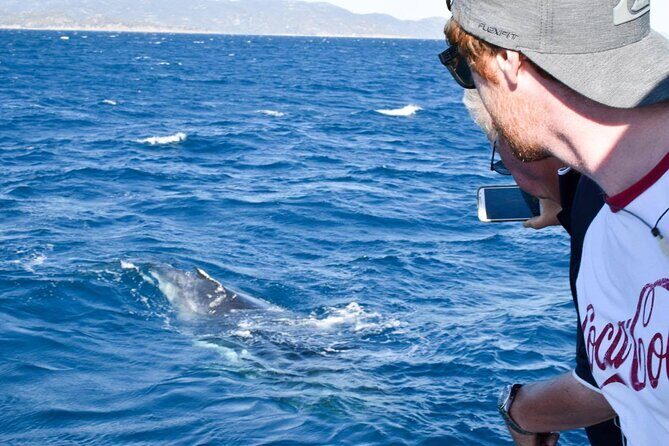 Whale Watching and Wildlife Cruise Townsville and Magnetic Island - The Value of the Experience